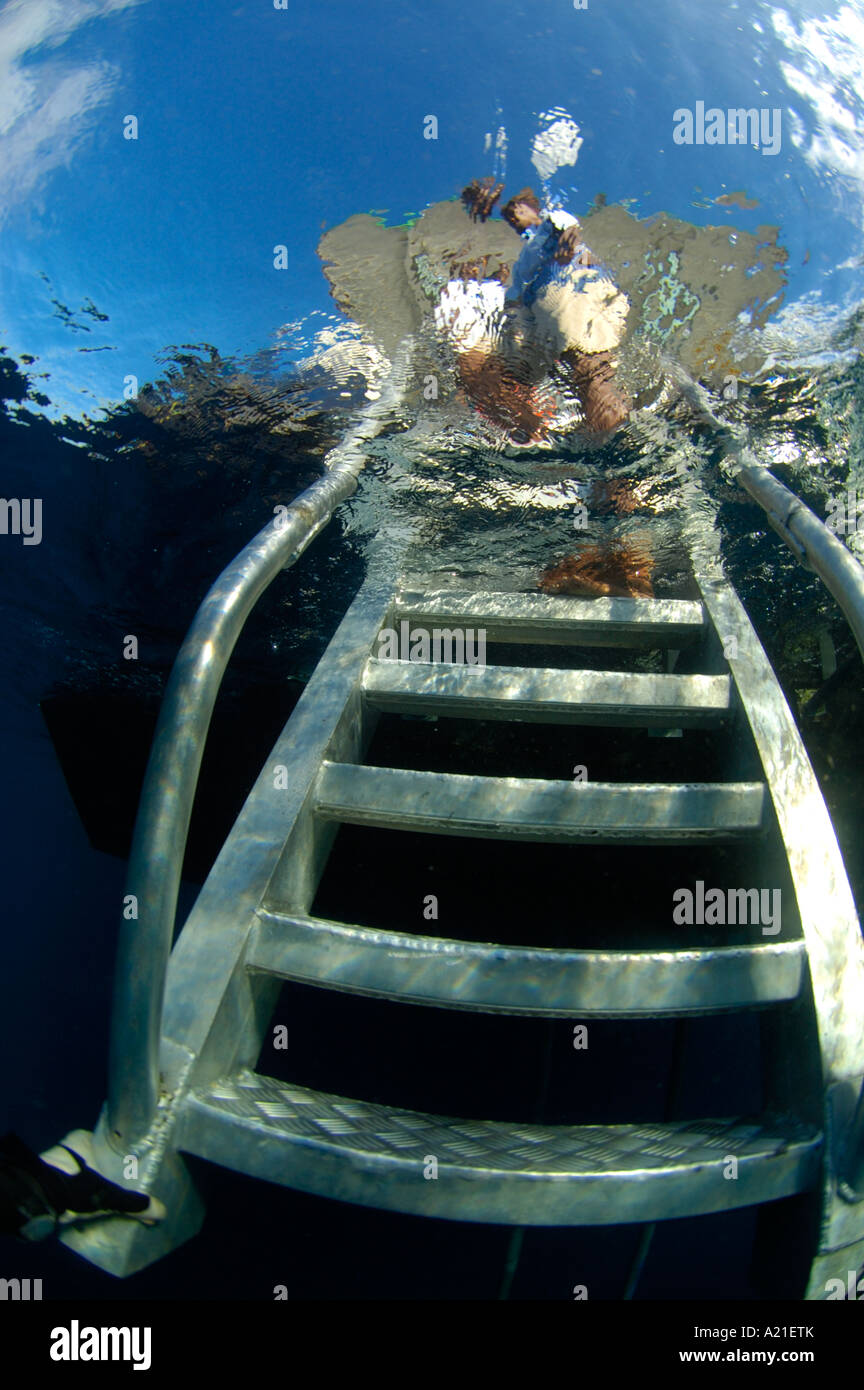 Diver returning to boarding ladder Papua New Guinea Stock Photo Alamy