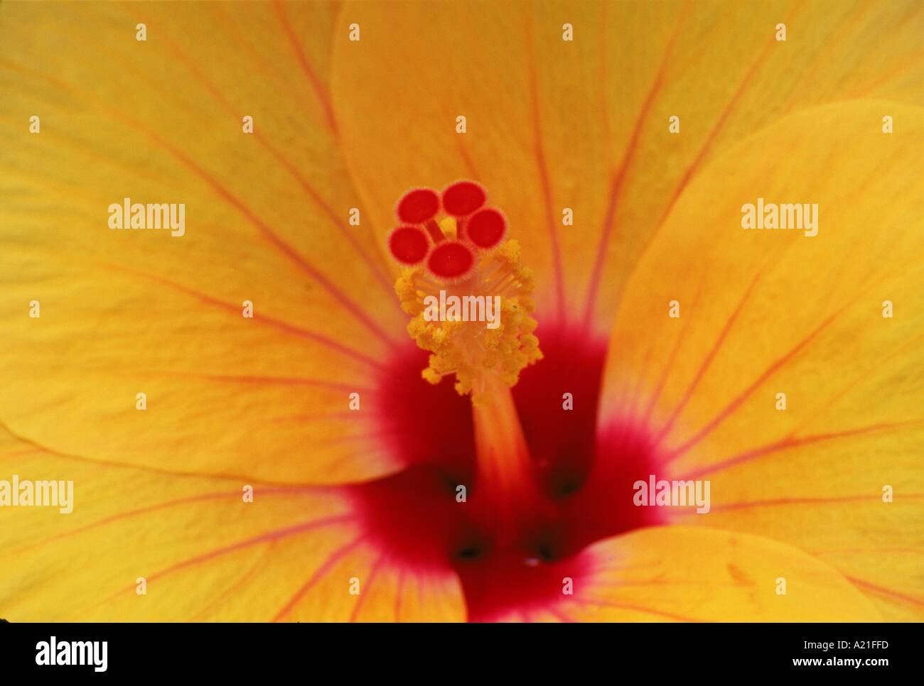 Close up of centre of yellow hibiscus flower J Brooks Stock Photo