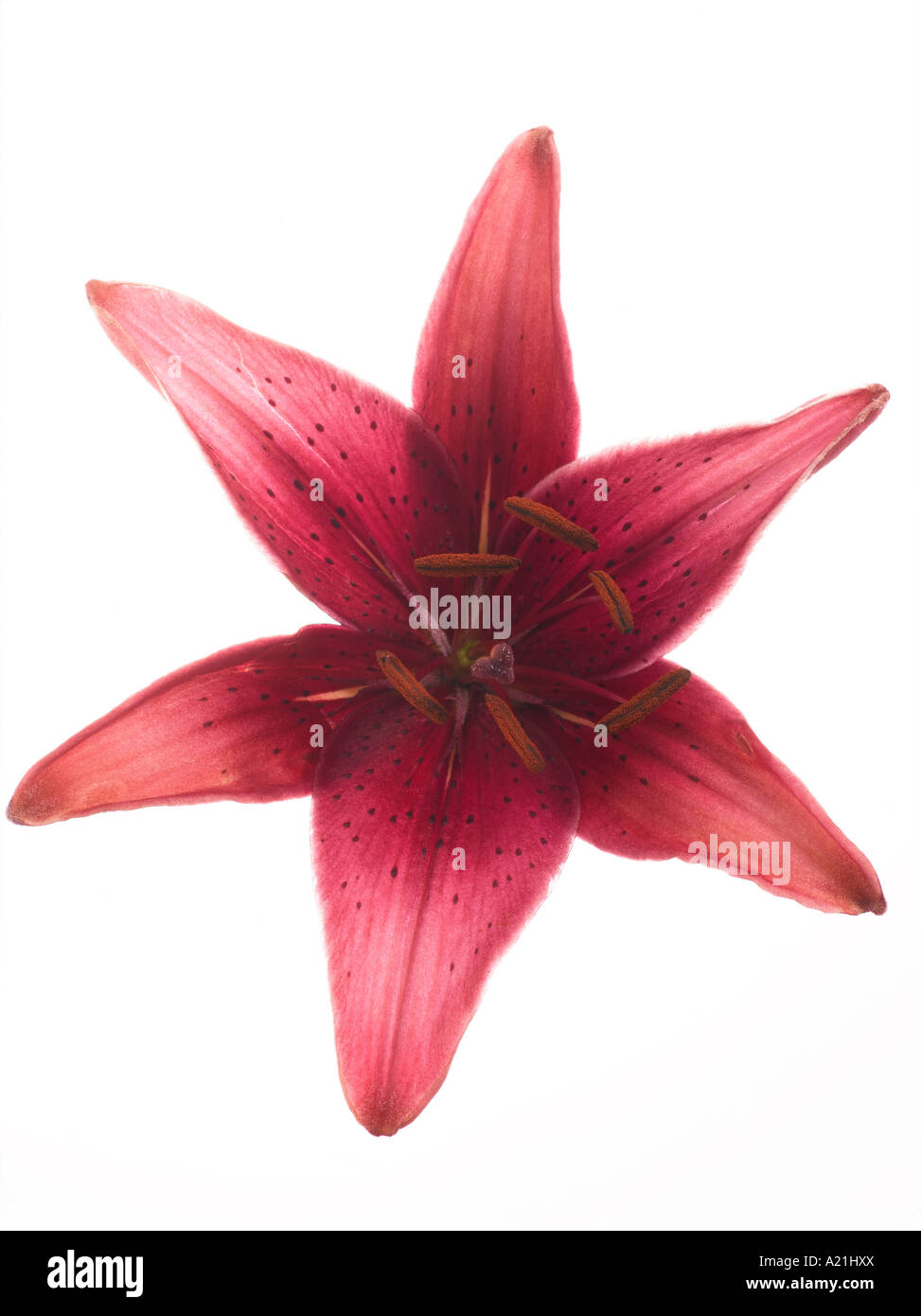 Burgundy Oriental Lily Stock Photo - Alamy