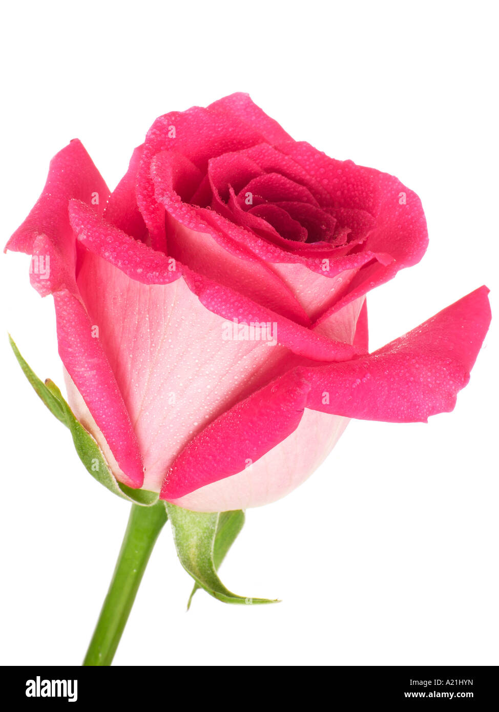 Nice white single rose hi-res stock photography and images - Alamy