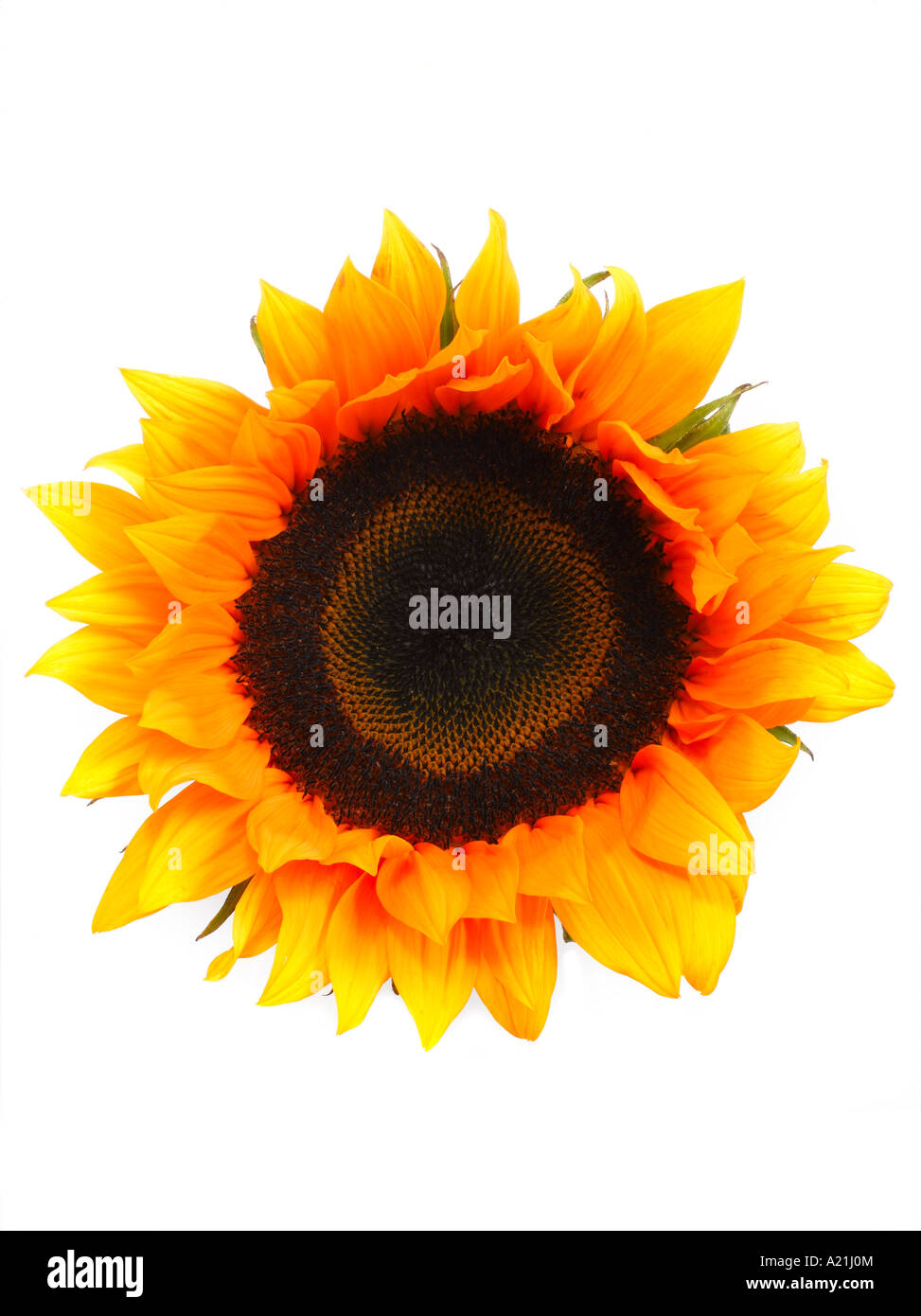Yellow centred white flower hi-res stock photography and images - Alamy