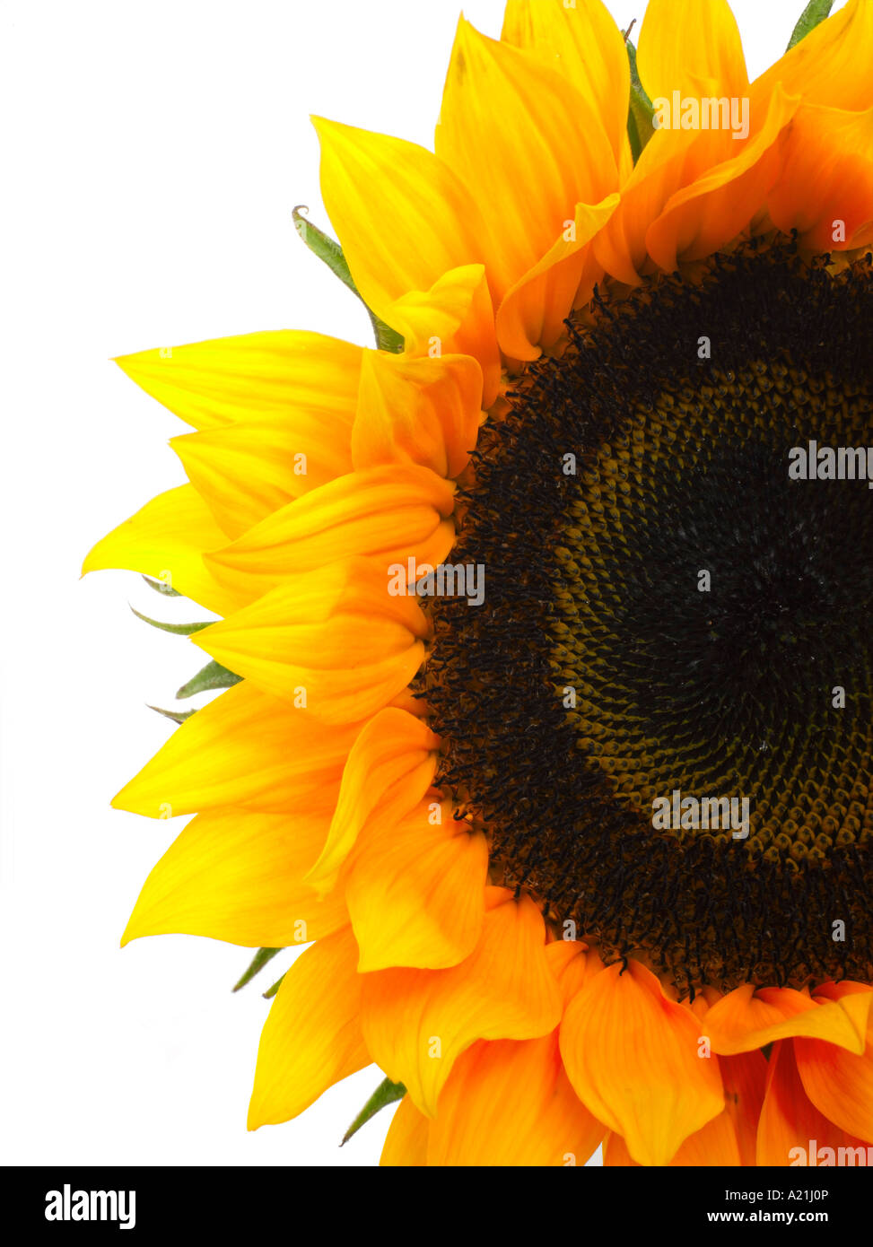Yellow centred white flower hi-res stock photography and images - Alamy
