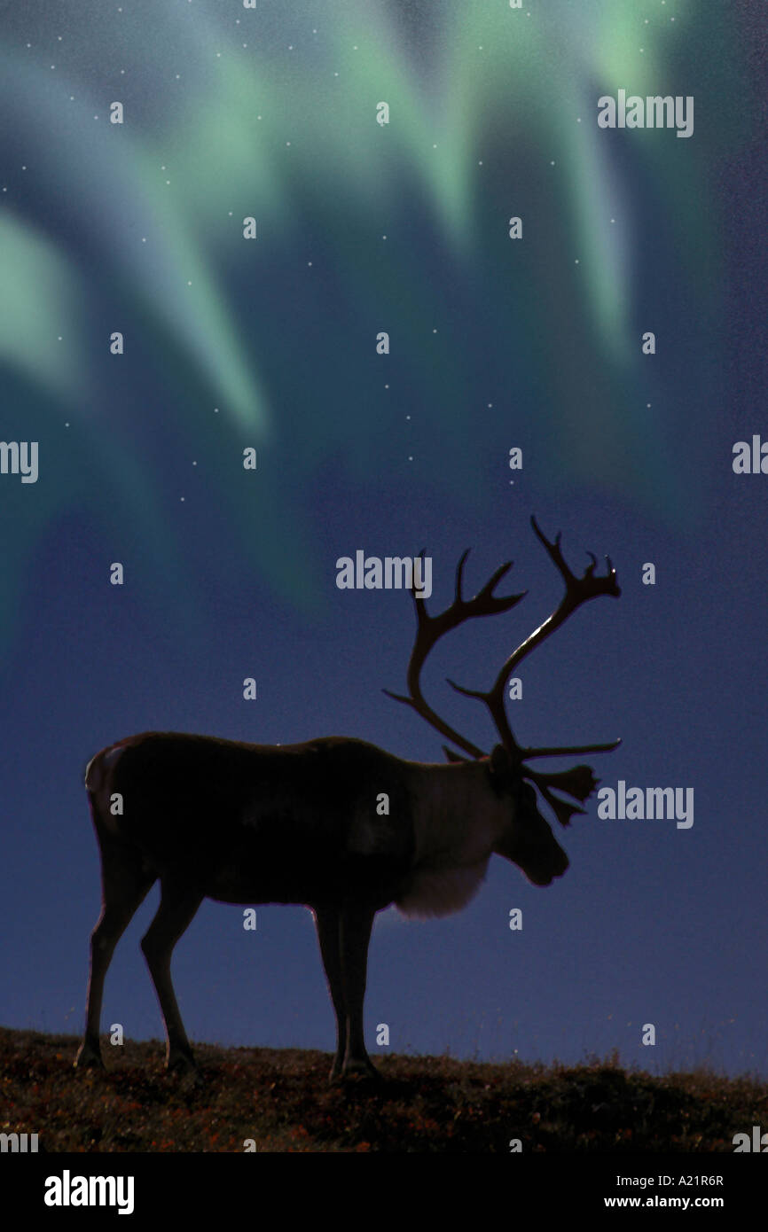 Caribou Northern Lights Denali NP Alaska Stock Photo Alamy