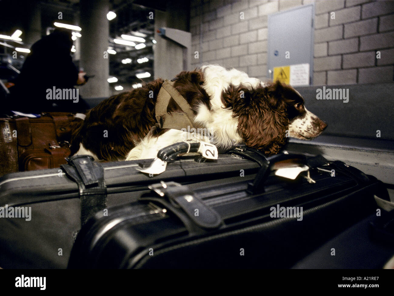 A Customs & Excise dog searching baggage at Stansted Airport