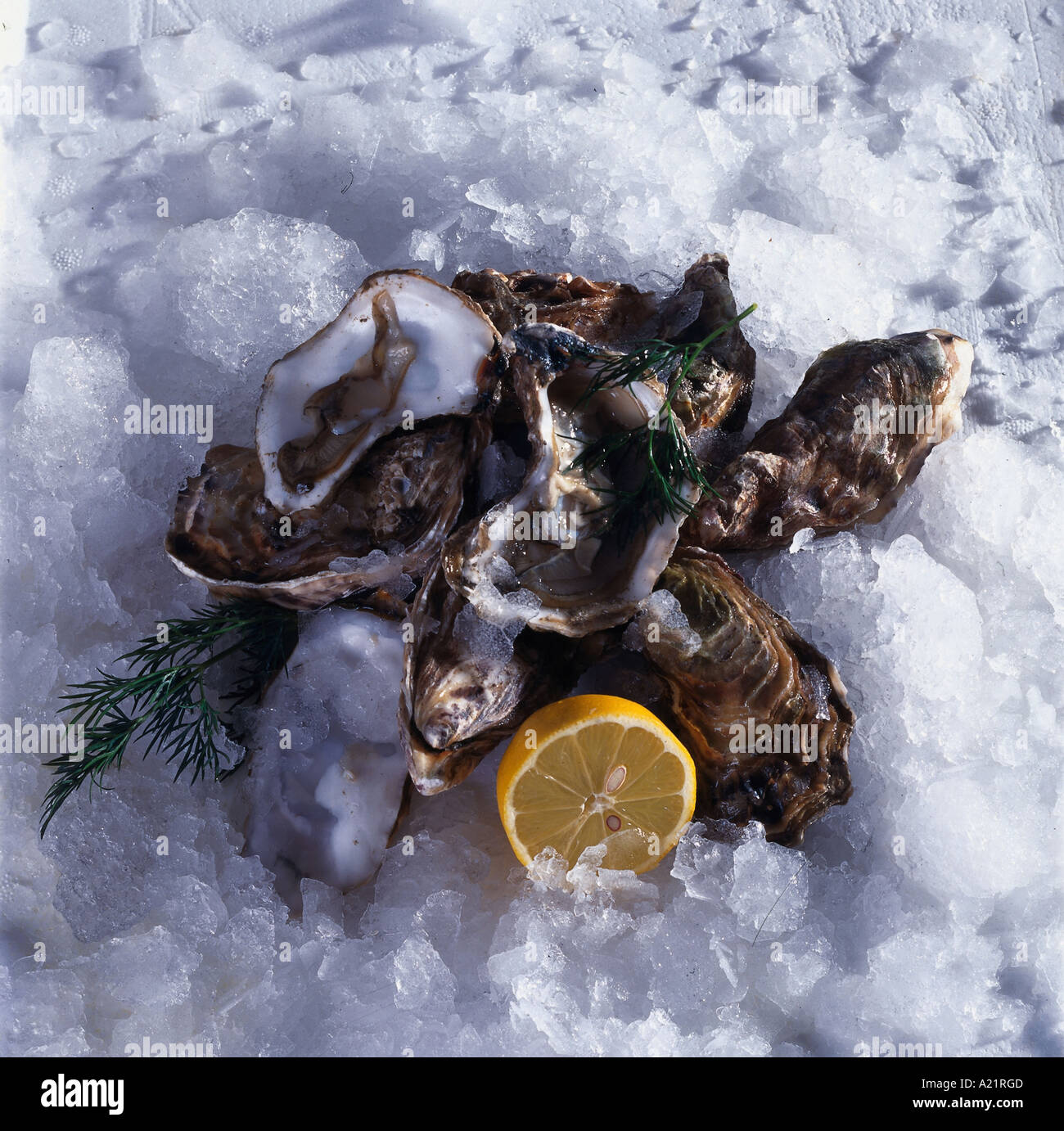 Portuguese Oyster High Resolution Stock Photography and Images Alamy
