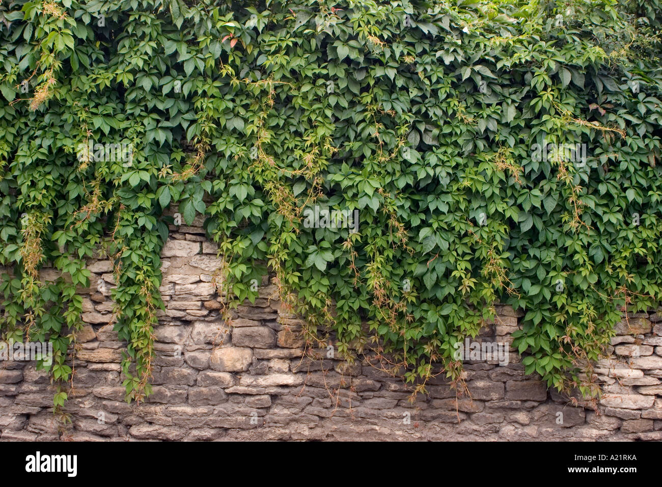 Ivy growing on wall Stock Photo - Alamy