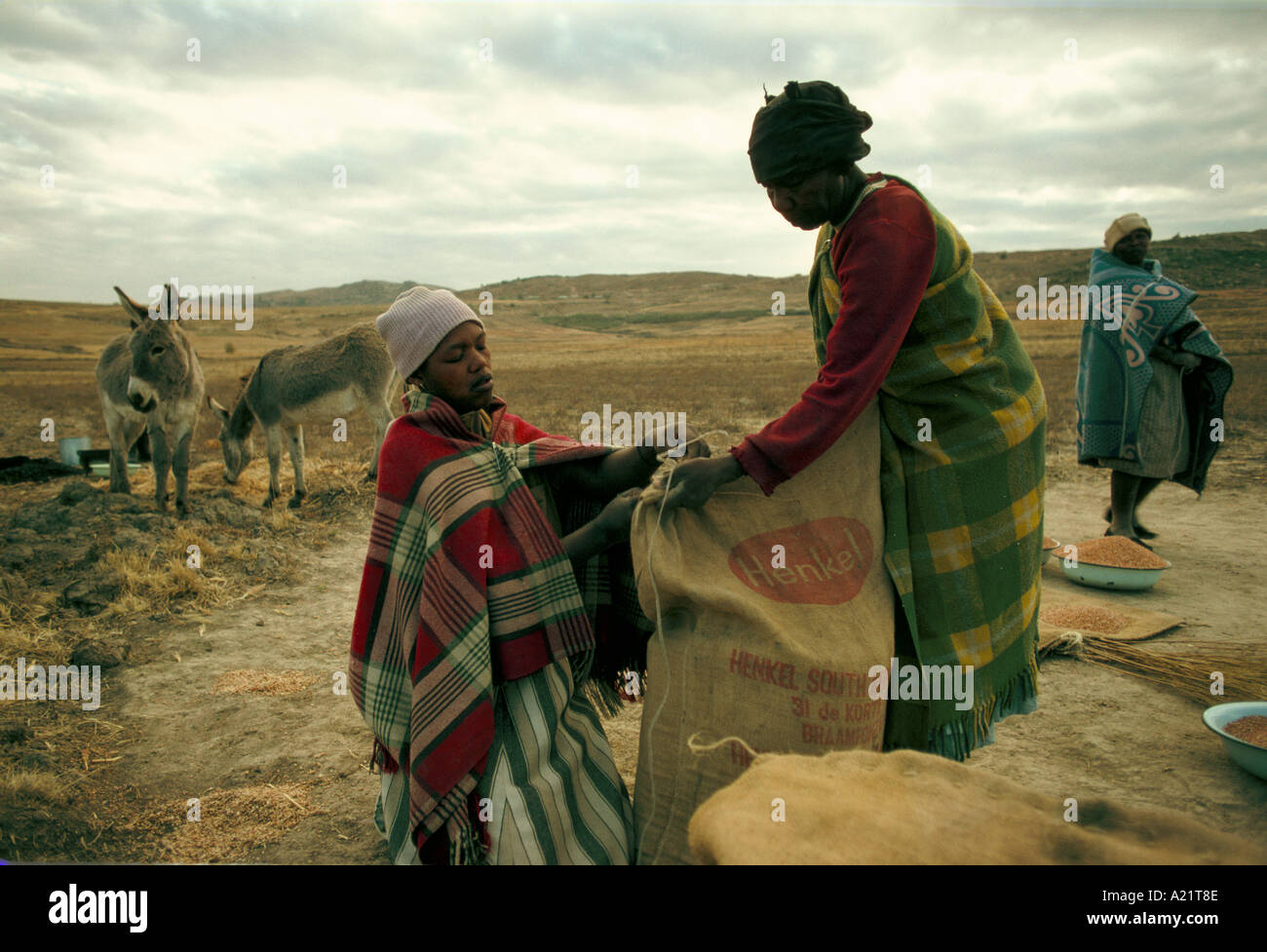 Women wearing blankets harvesting maize and putting maize into sack. Stock Photo