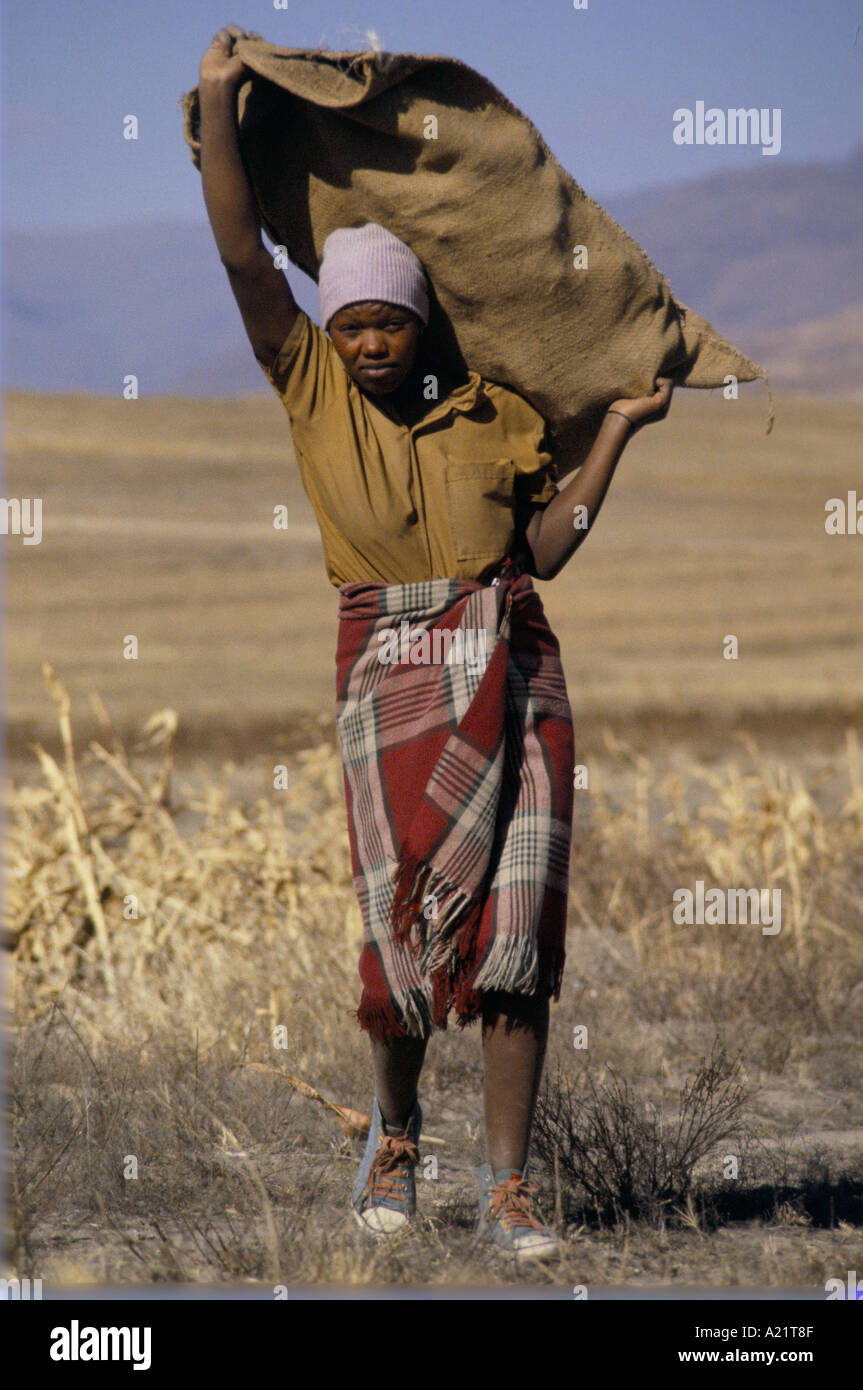 A woman carrying a sack on her shoulder, harvesting maize, Stock Photo