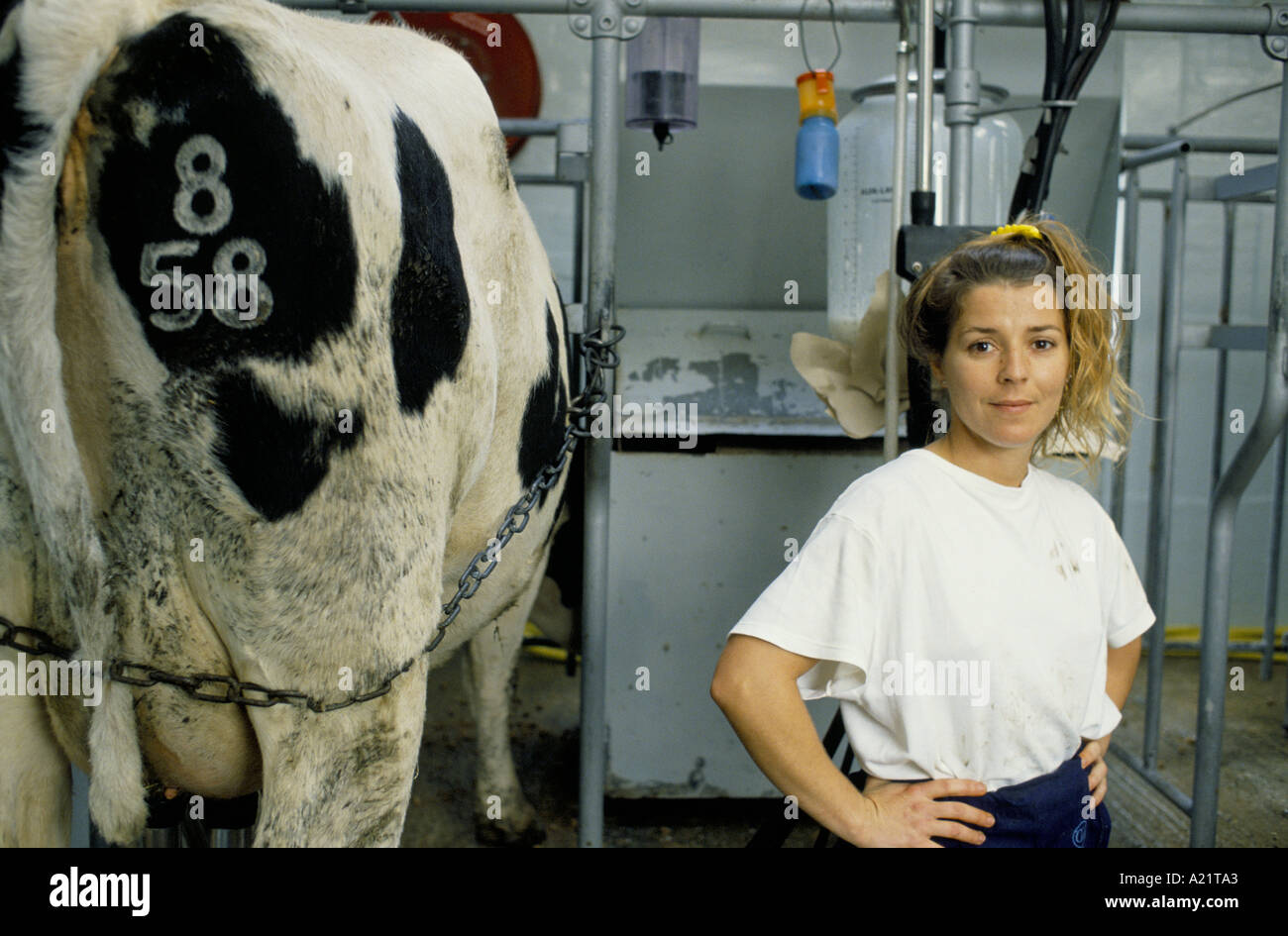 A female inmate with a cow,  East Sutton Prison, Sutton Valence, Maidstone, Kent Stock Photo