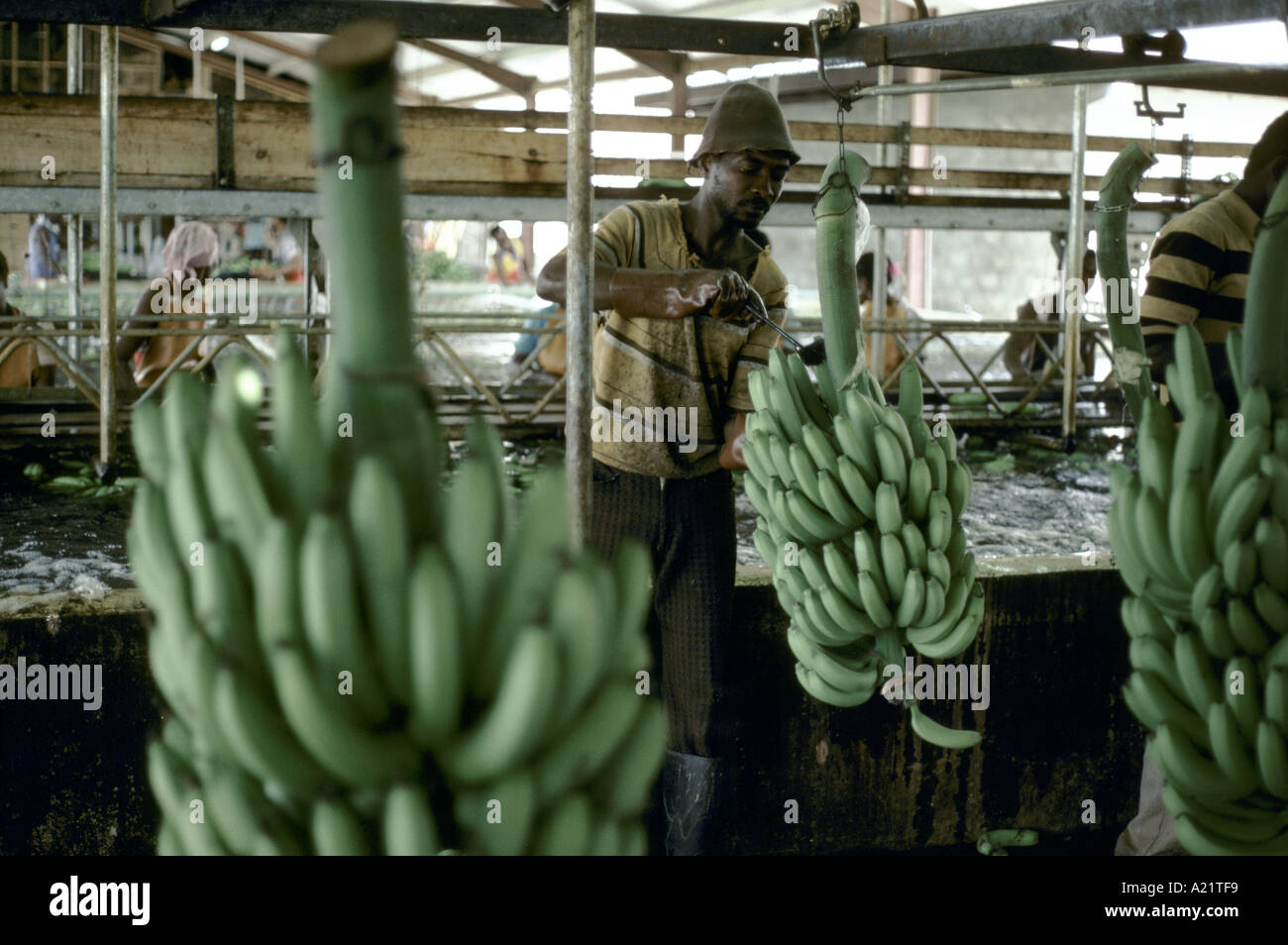 Local workers sealing cuts on banana branches, banana plantation, Jamaica, West Indies Stock Photo