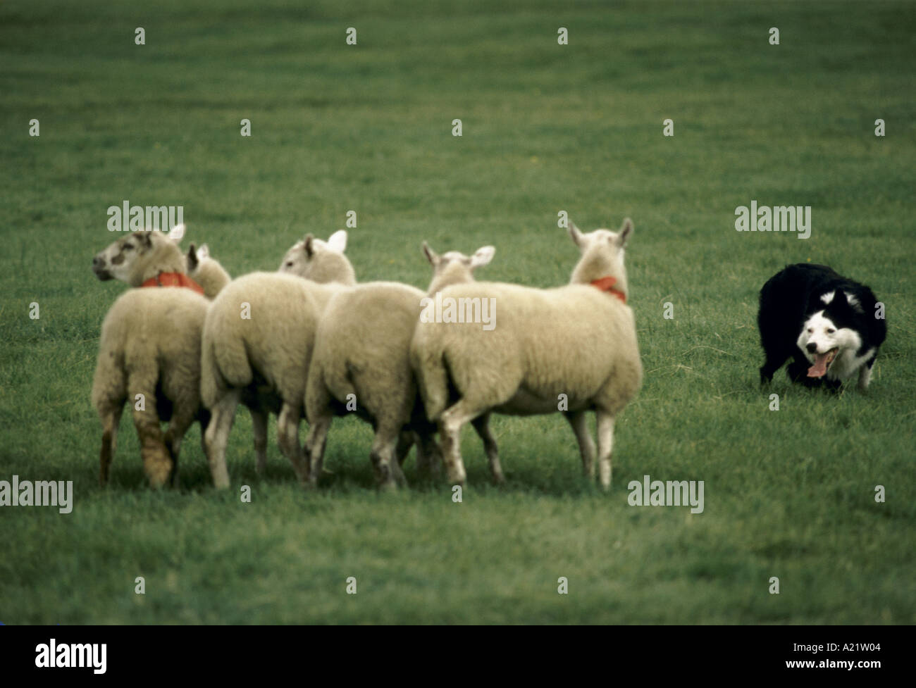 A sheepdog herding a flock of sheep at sheepdog trials in Wales Stock Photo
