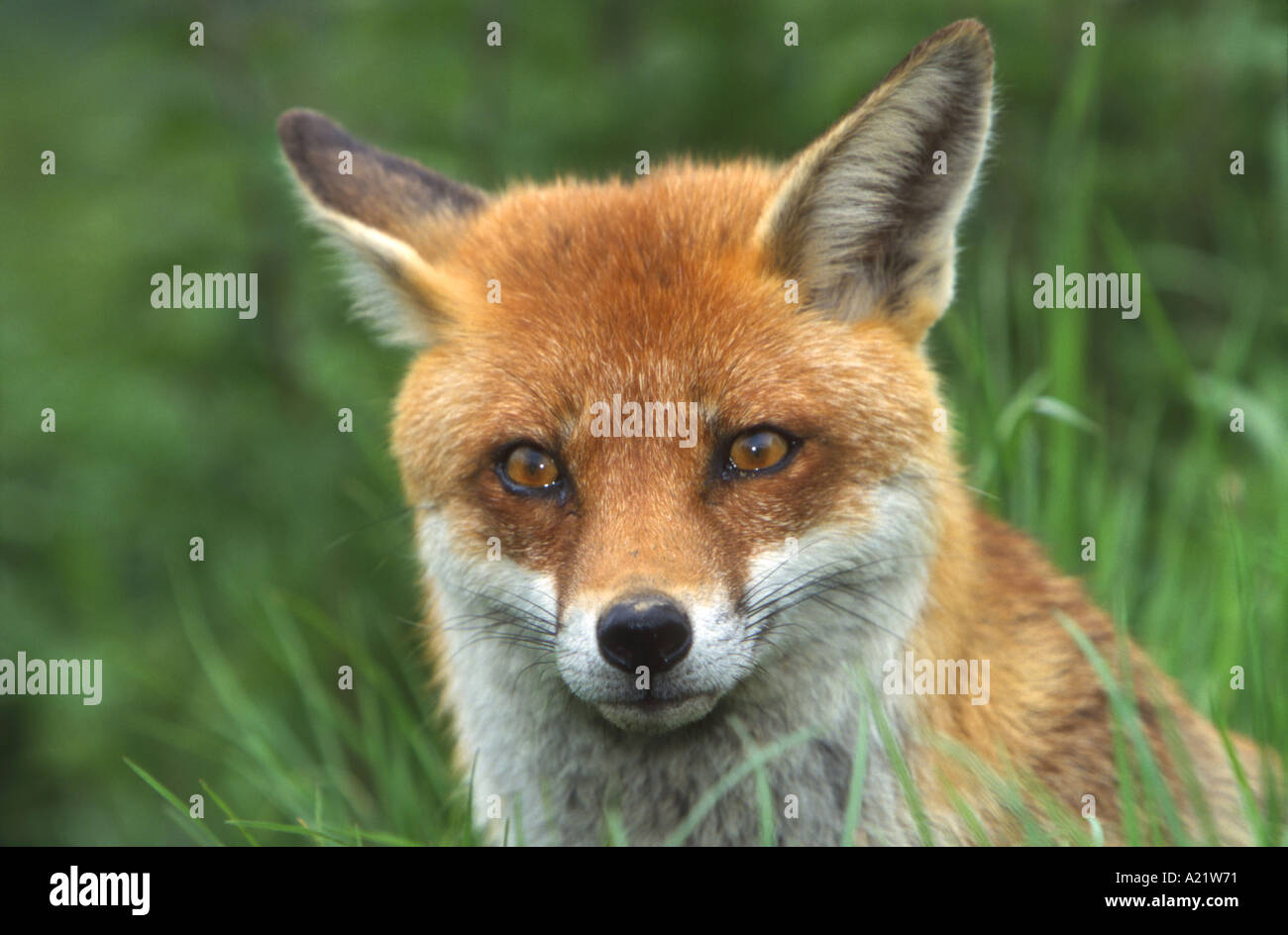 Red Fox Female Vulpes vulpes Stock Photo