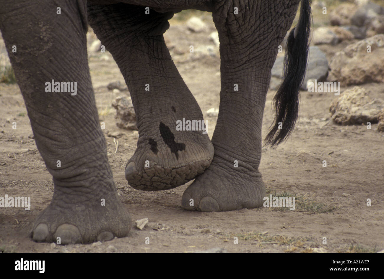 Close up of African elephants feet Stock Photo Alamy
