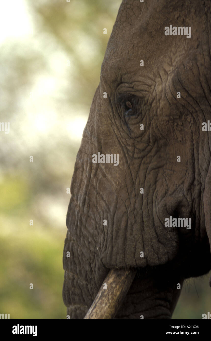 Close up profile of African elephants forehead Stock Photo
