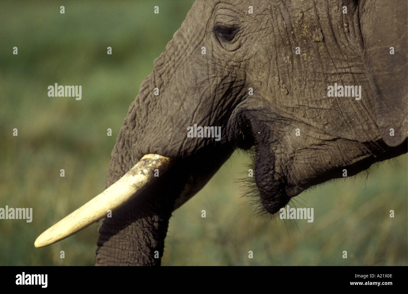 Close up profile of African elephants face Stock Photo