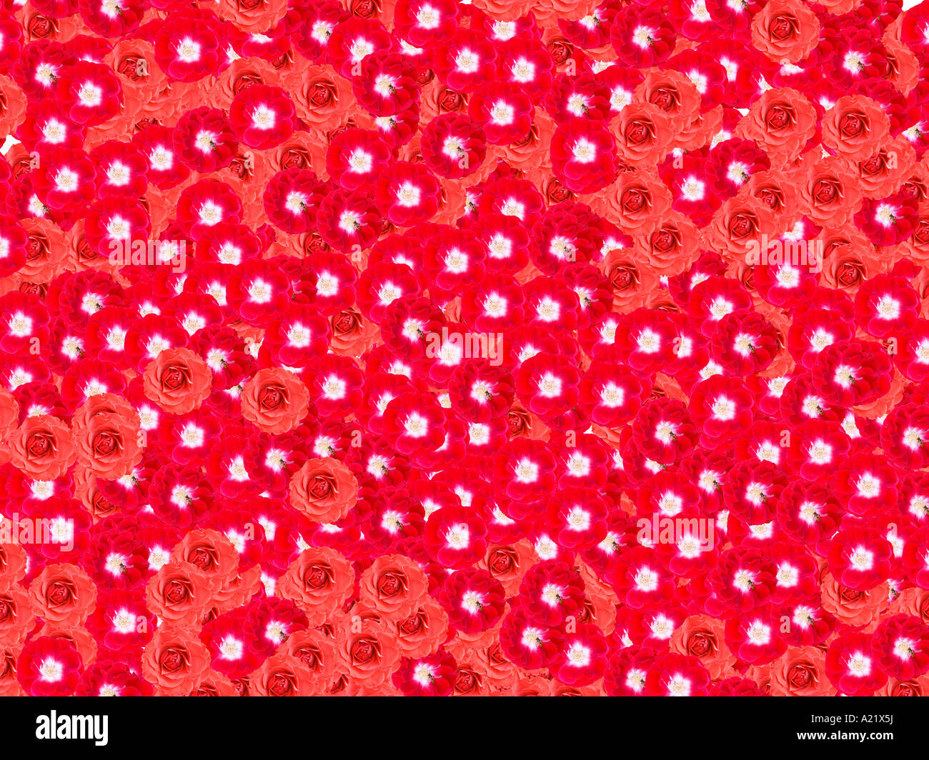 red flowery carpet Stock Photo