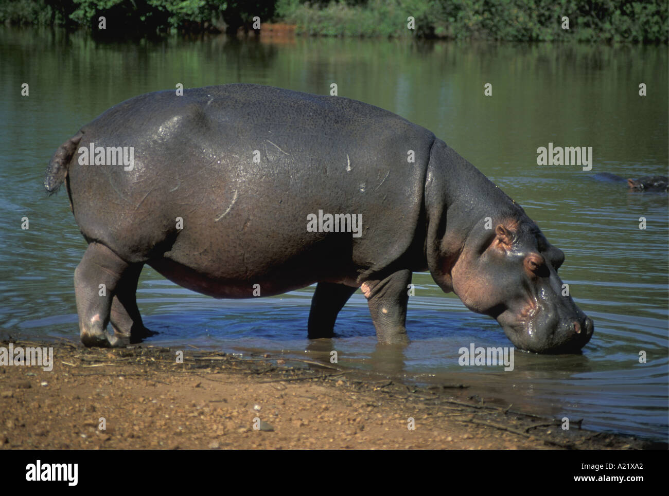 Hippo out of the water drinking at a pool or stream in Milwane Game Reserve Swaziland southern Africa Stock Photo