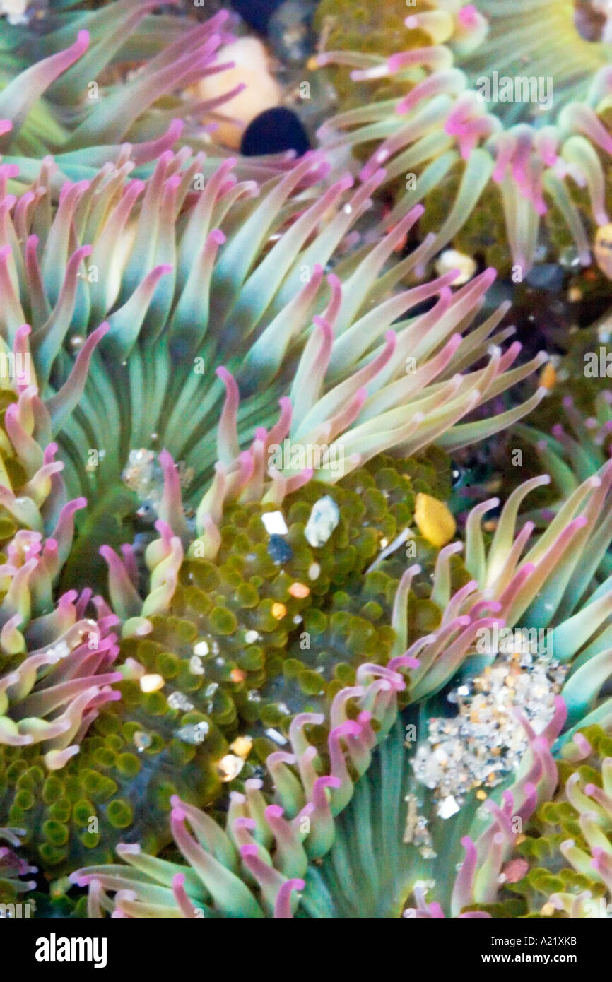 Tide pool anemone Stock Photo - Alamy