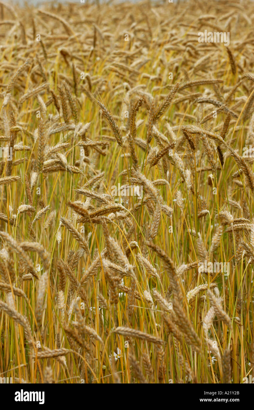 A crop of organic millett Stock Photo - Alamy