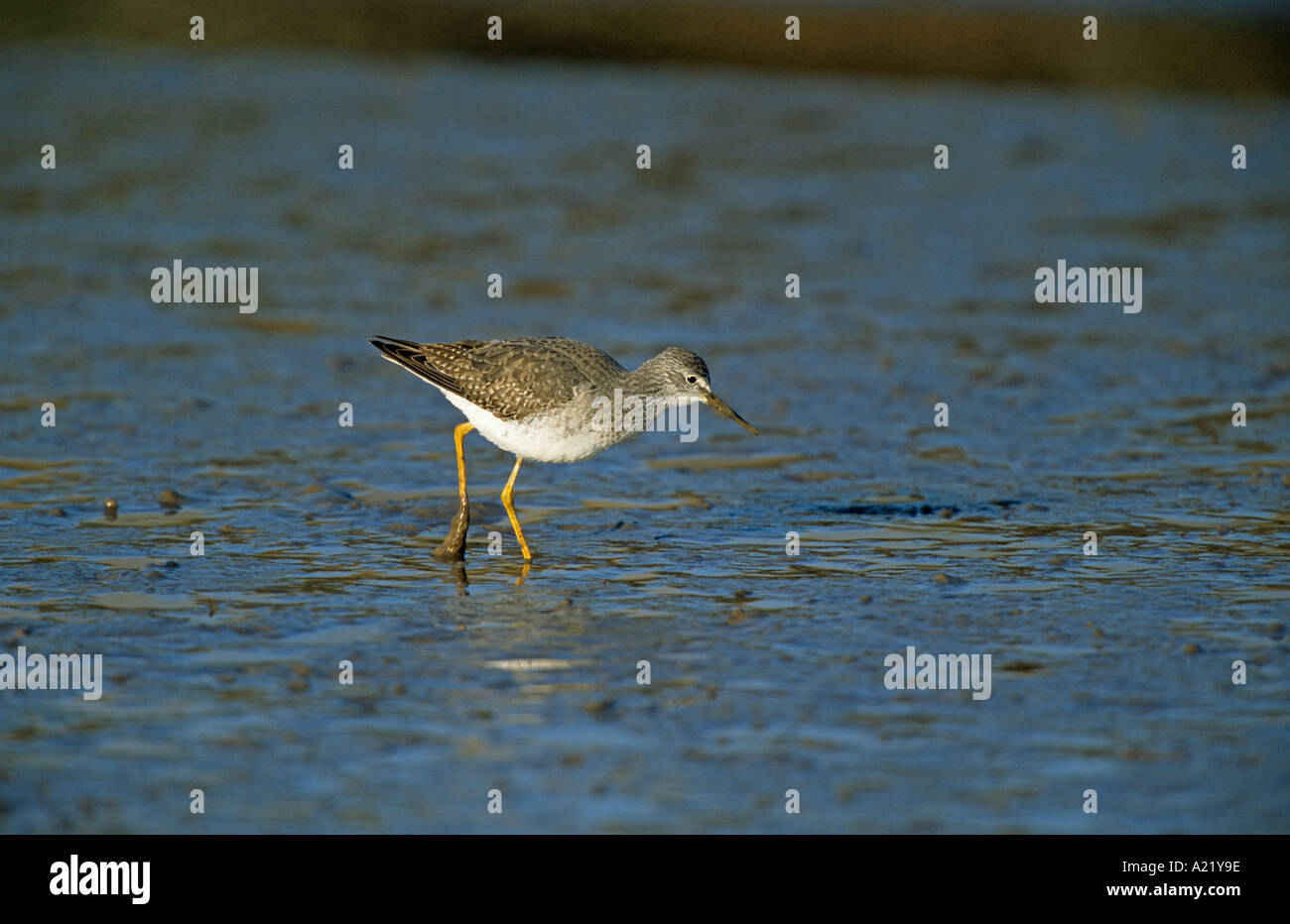 Lesser Yellow Lesser yellowlegs feeding hi-res stock photography and images - Alamy