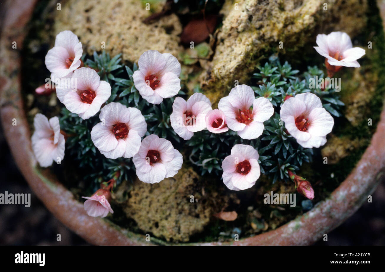alpine saxifrage in plant pot Stock Photo