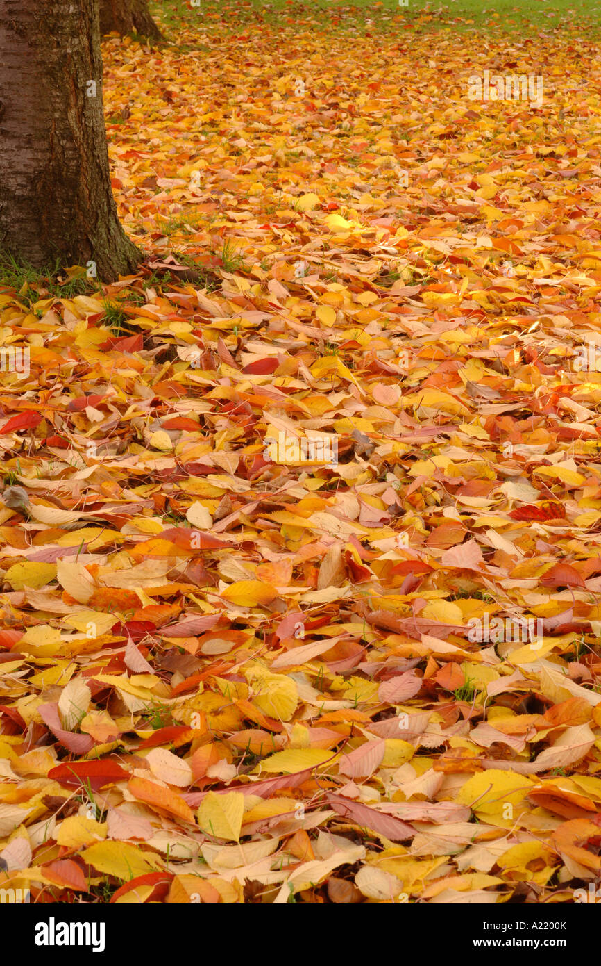 A tree trunk surrounded by a bed of fallen autumn leaves Stock Photo ...