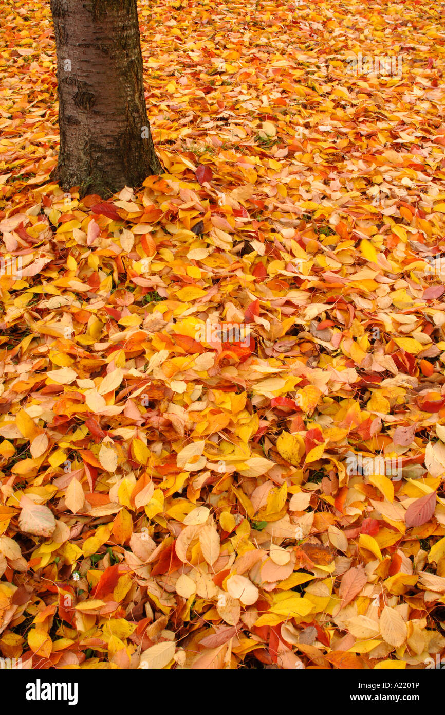 A tree trunk surrounded by a bed of fallen autumn leaves Stock Photo ...
