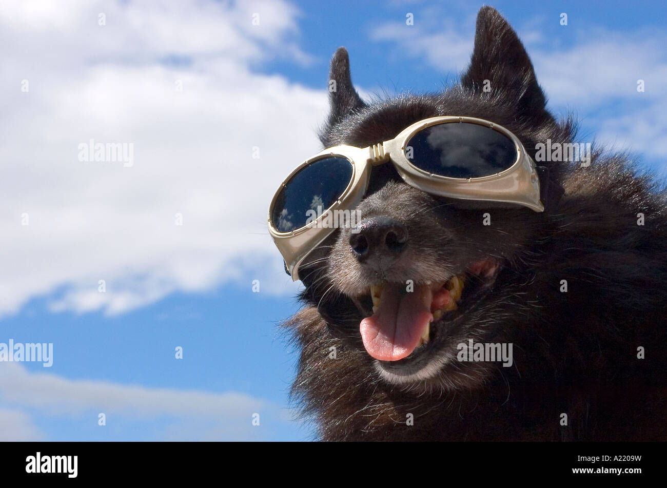Schipperke Dog wearing goggles Stock Photo