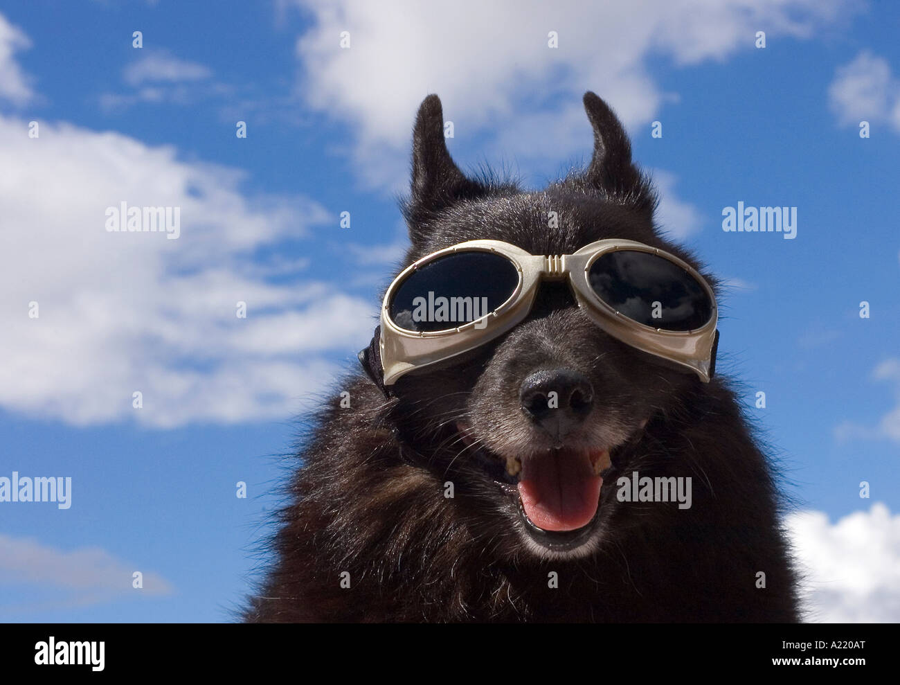 Schipperke Dog wearing goggles Stock Photo