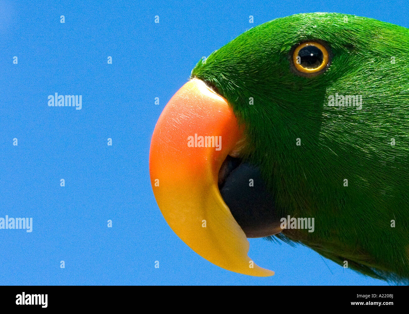 Eclectus Parrot Scientific Name Eclectus Roratus Subspecies Vosmaeri Stock Photo Alamy