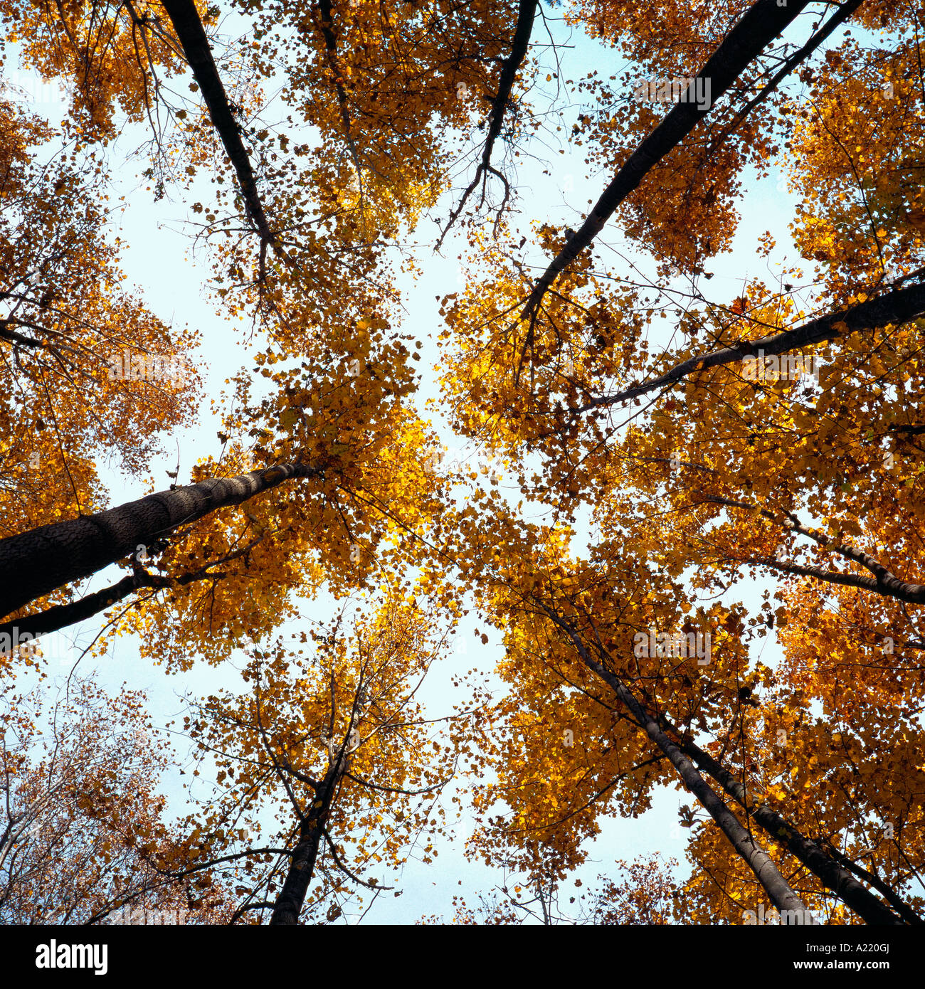 Autumn trees in Seneca Creek State Park Maryland Stock Photo