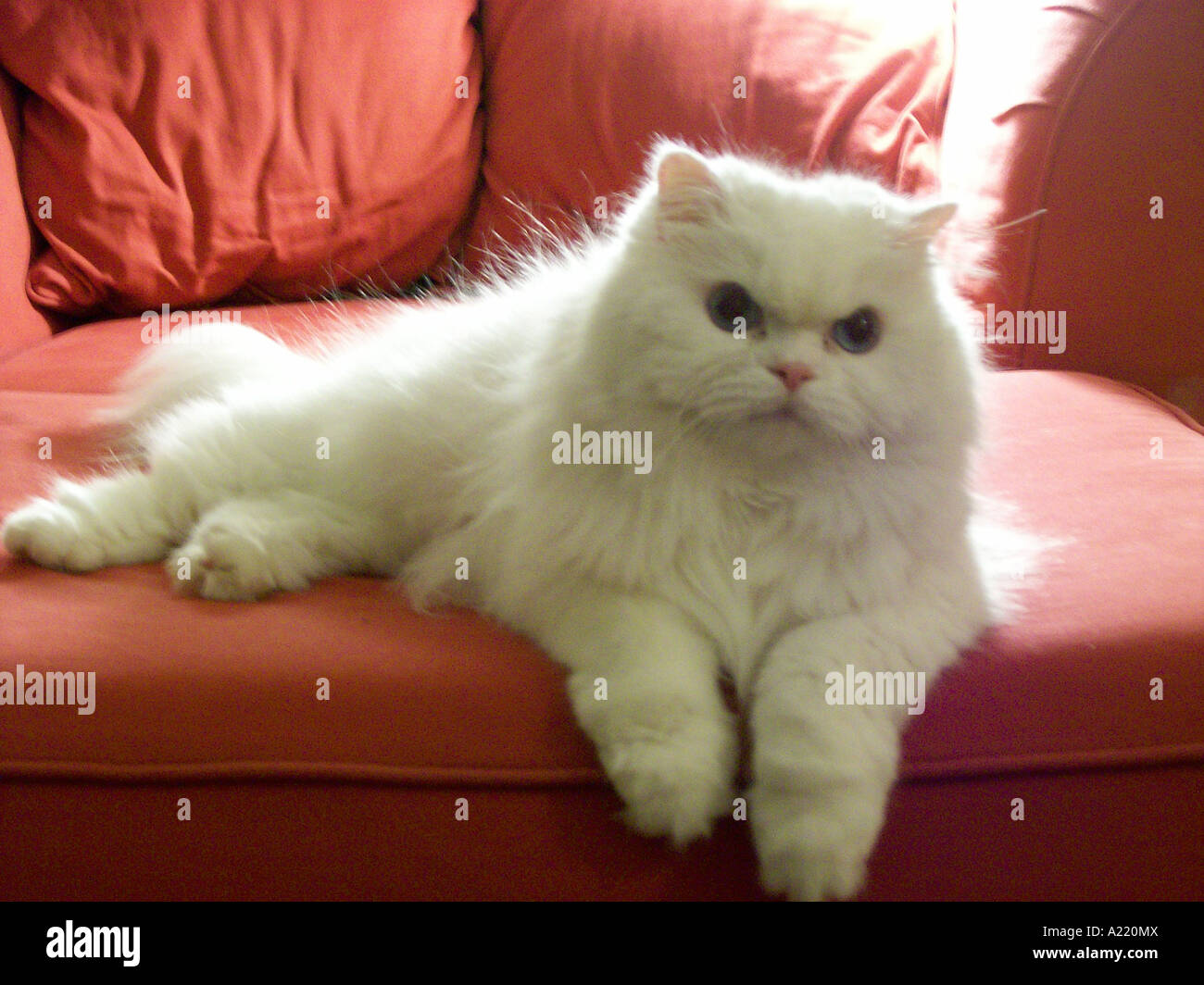 White Persian cat with blue eyes laying on an oversized red chair Stock Photo
