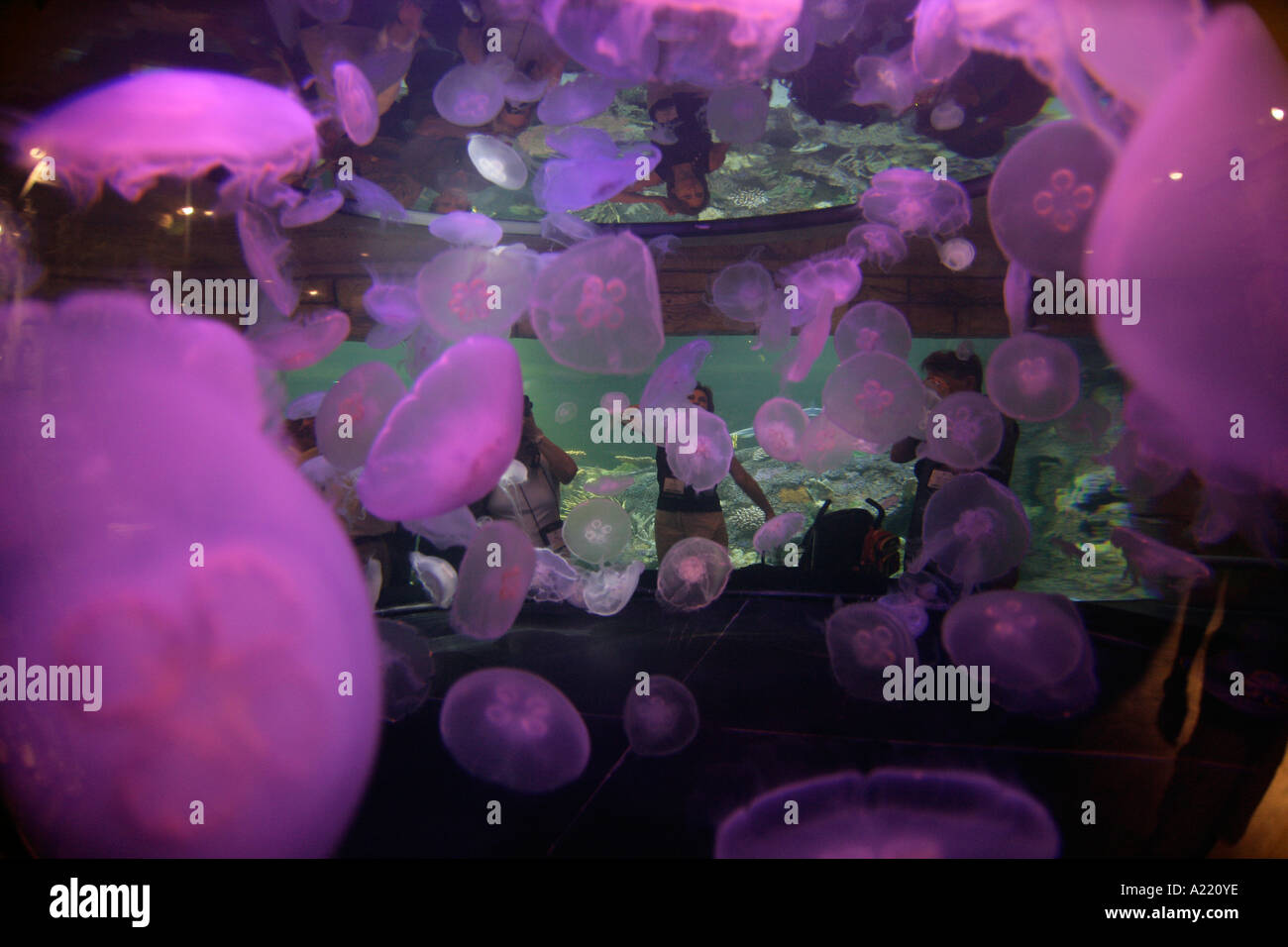 Jellyfish Shark Reef Mandalay Bay Las Vegas Nevada USA Stock Photo Alamy