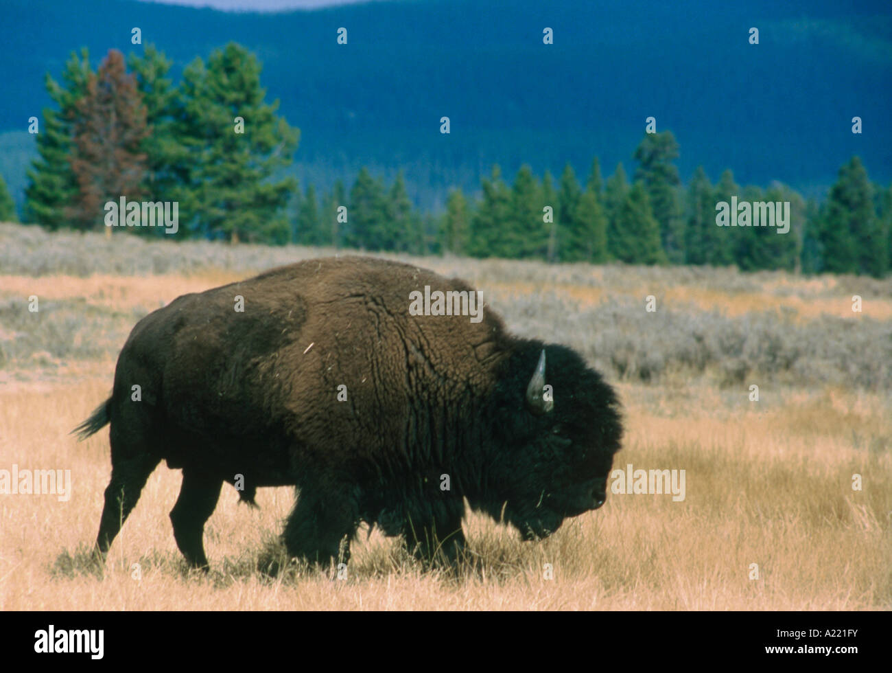 American Bison Bison bison in grasslands Stock Photo Biology Diagrams