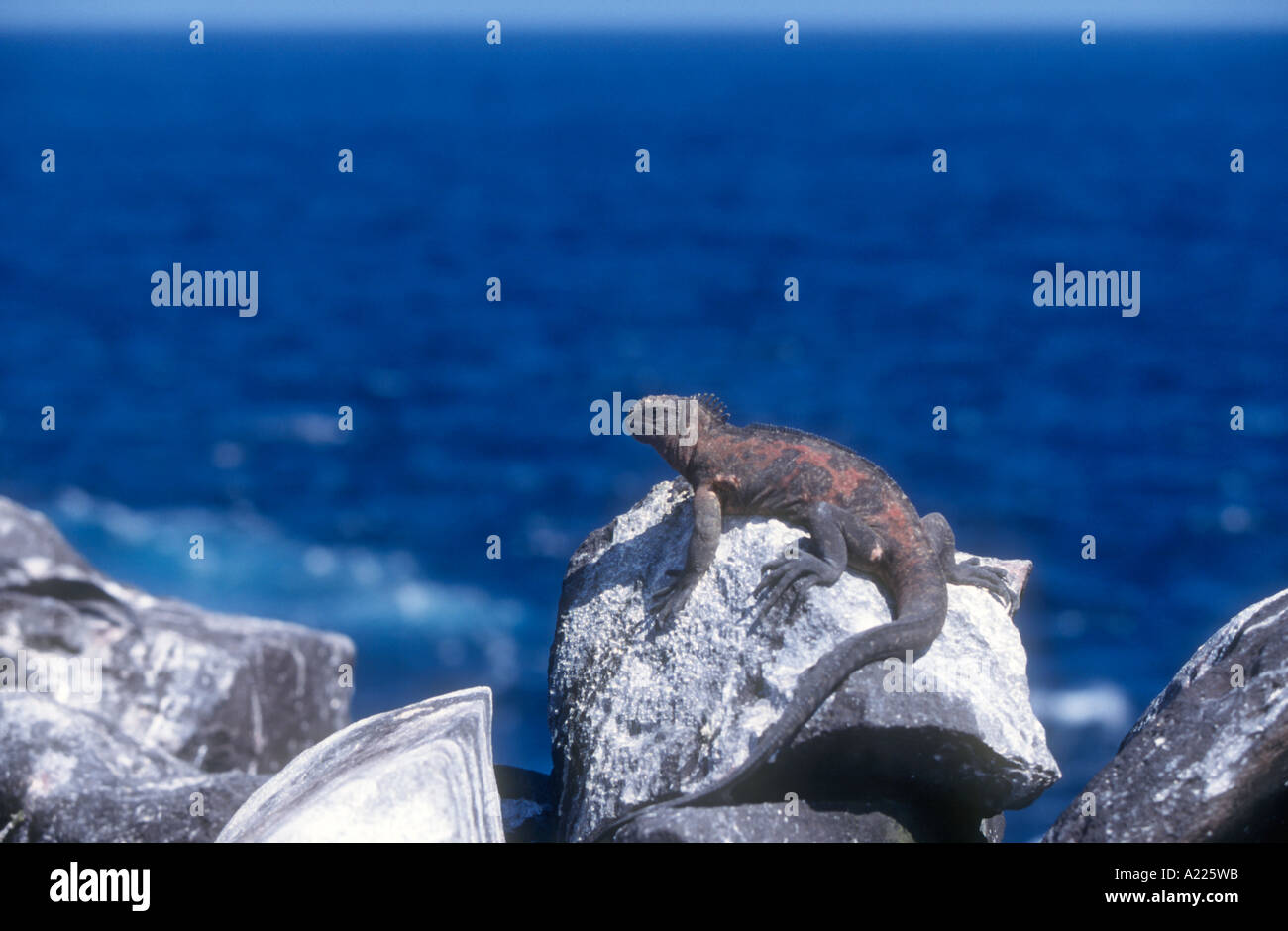 Marine Iguana warming up Stock Photo