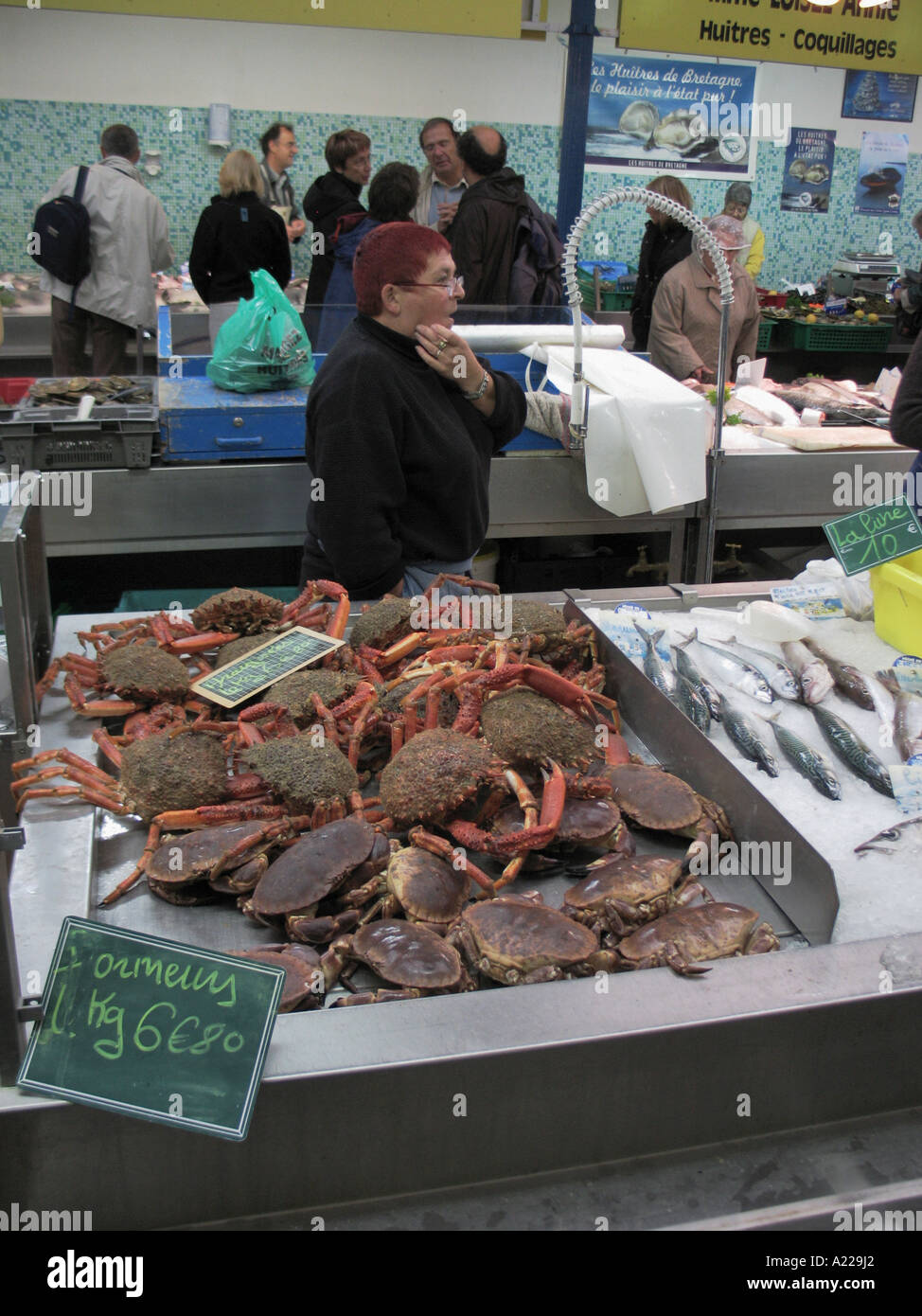 Spider crab for sale hi-res stock photography and images - Alamy