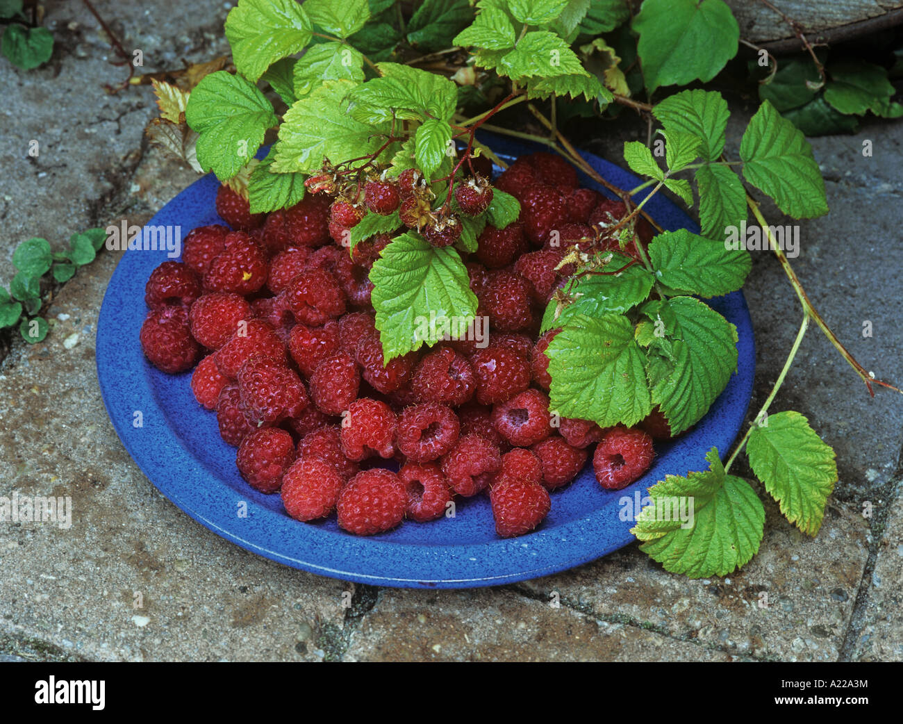 Bbch Rasberry Branch raspberries hi-res stock photography and images - Alamy