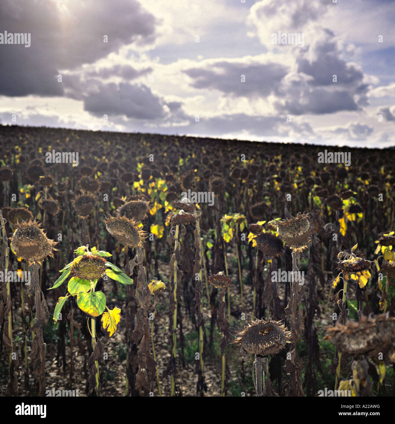 Sonnenblumen - droughty Stock Photo - Alamy