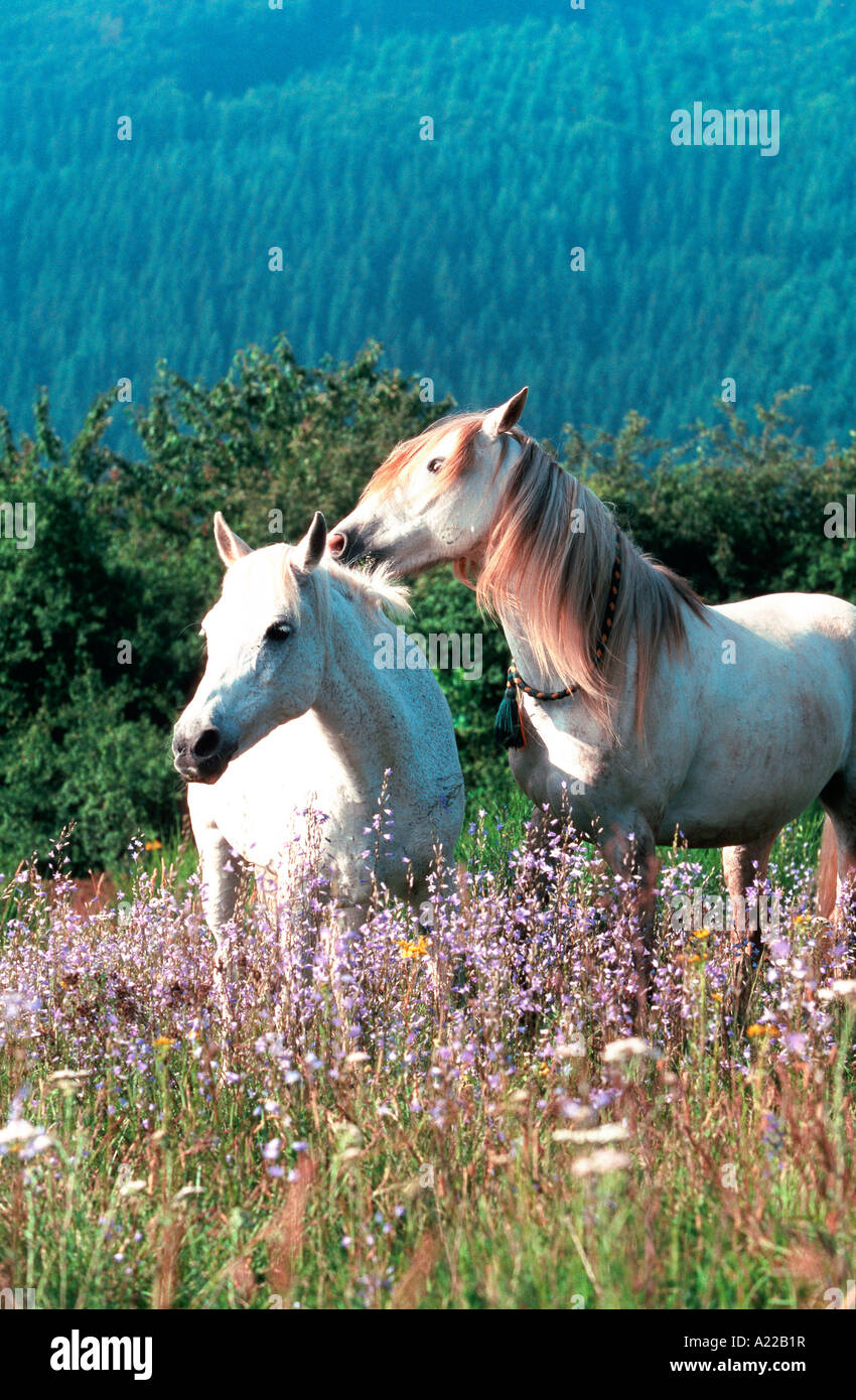 connemara araber stute und berber wallach Stock Photo