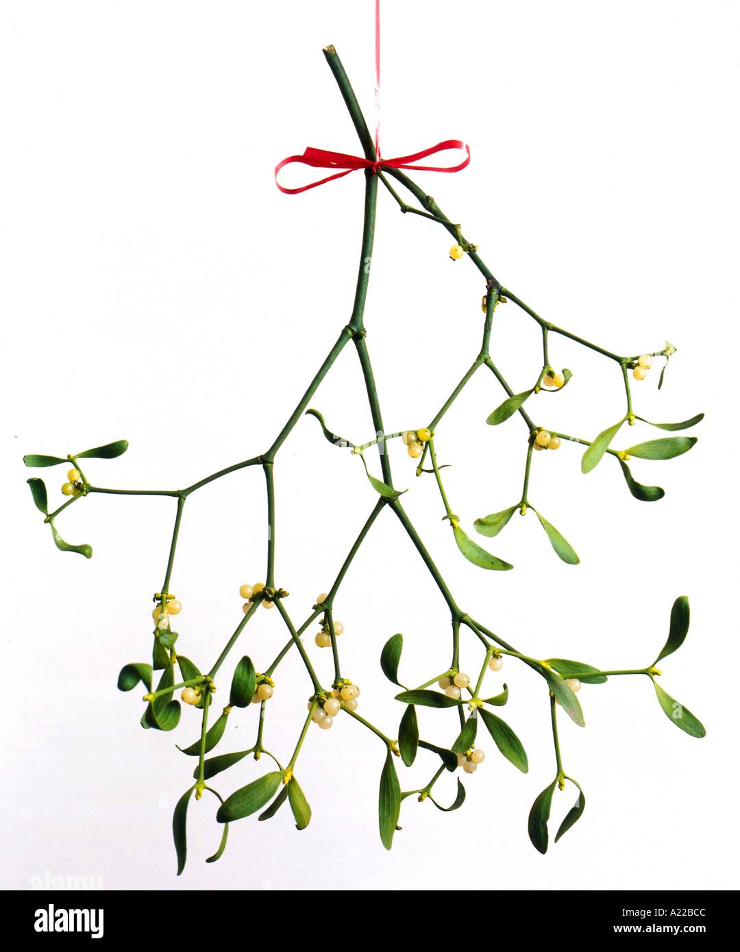 Christmas mistletoe M Mawson Stock Photo