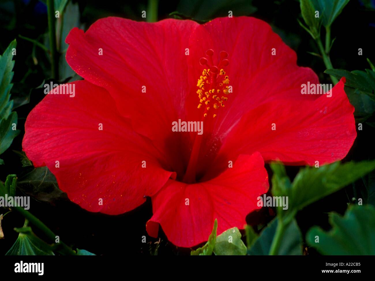 Close up hibiscus flower hi-res stock photography and images - Alamy