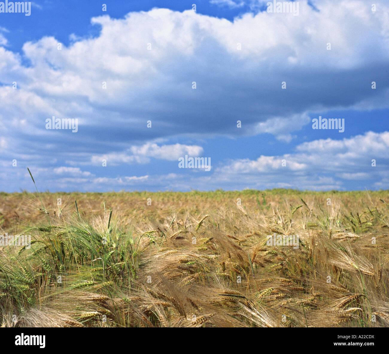 Barley spikes in field hi-res stock photography and images - Alamy