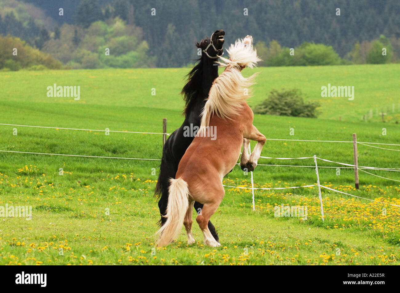 Friesian Horse and Haflinger Horse Stock Photo
