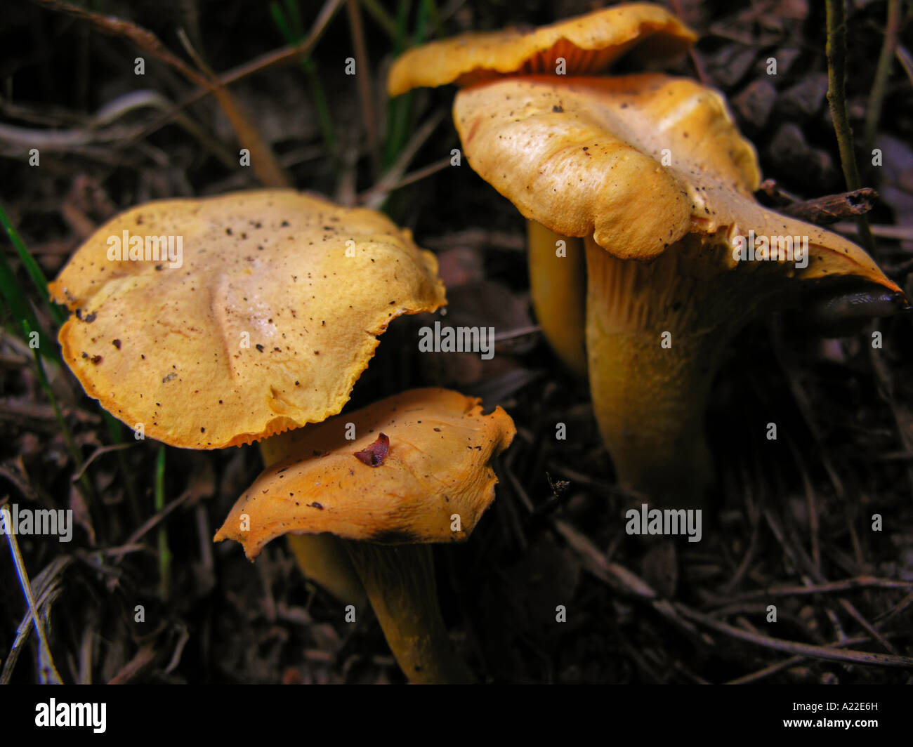 Fresh edible chanterelle mushrooms sale hires stock photography and