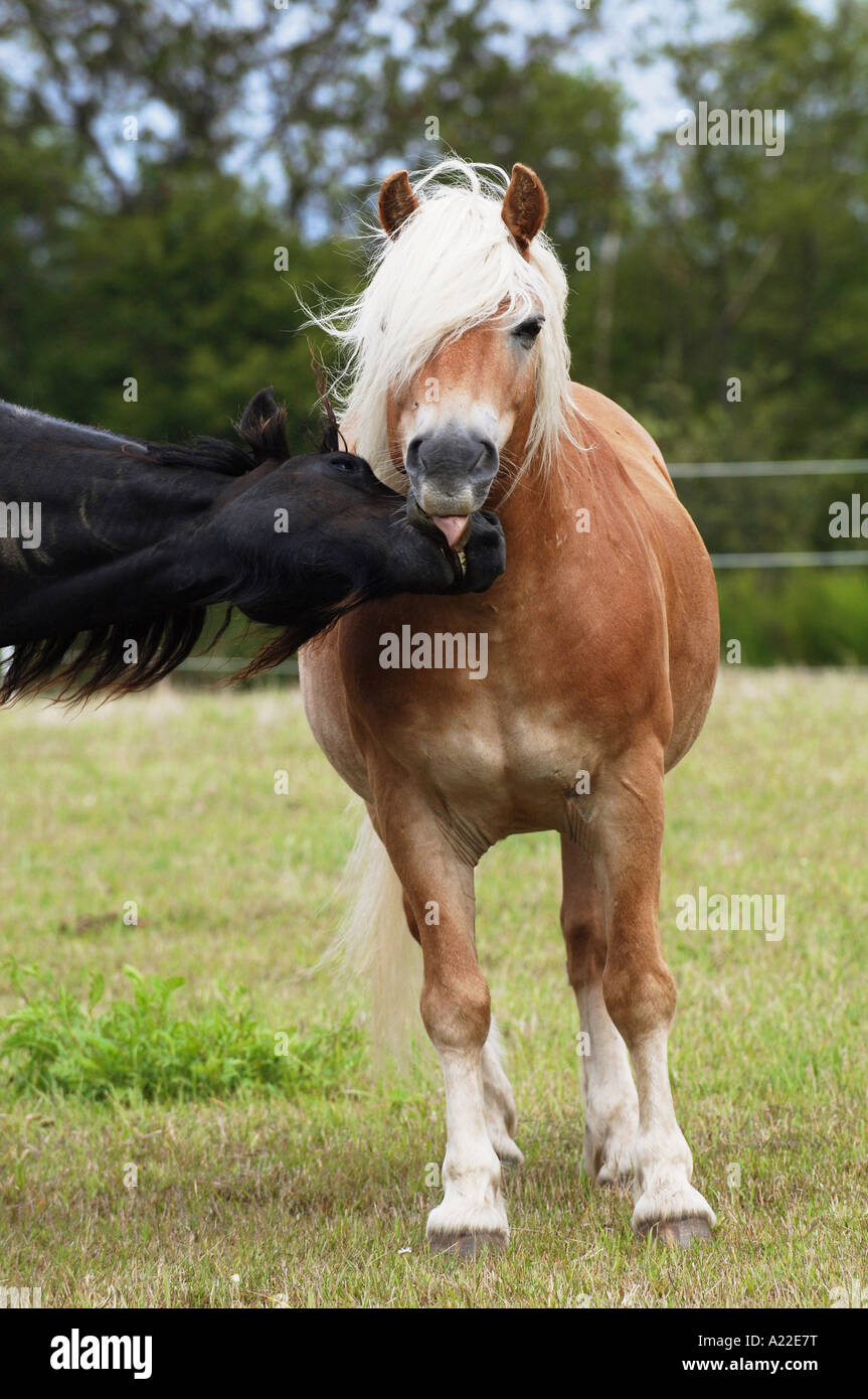 Friesian Horse and Haflinger Horse Stock Photo