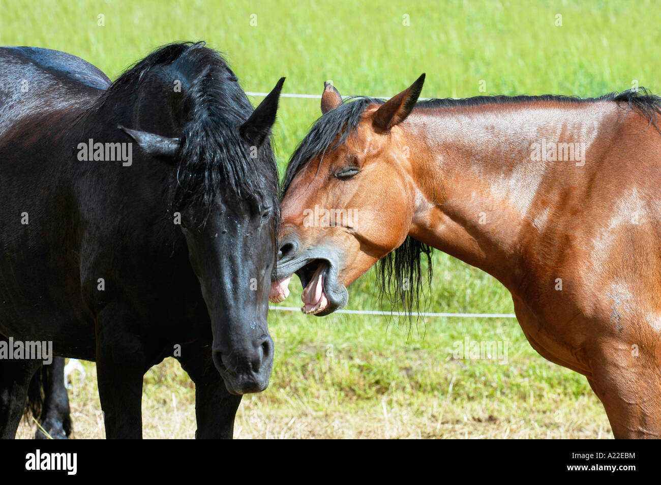 Friesian Horse Black and warm blood Horse Stock Photo