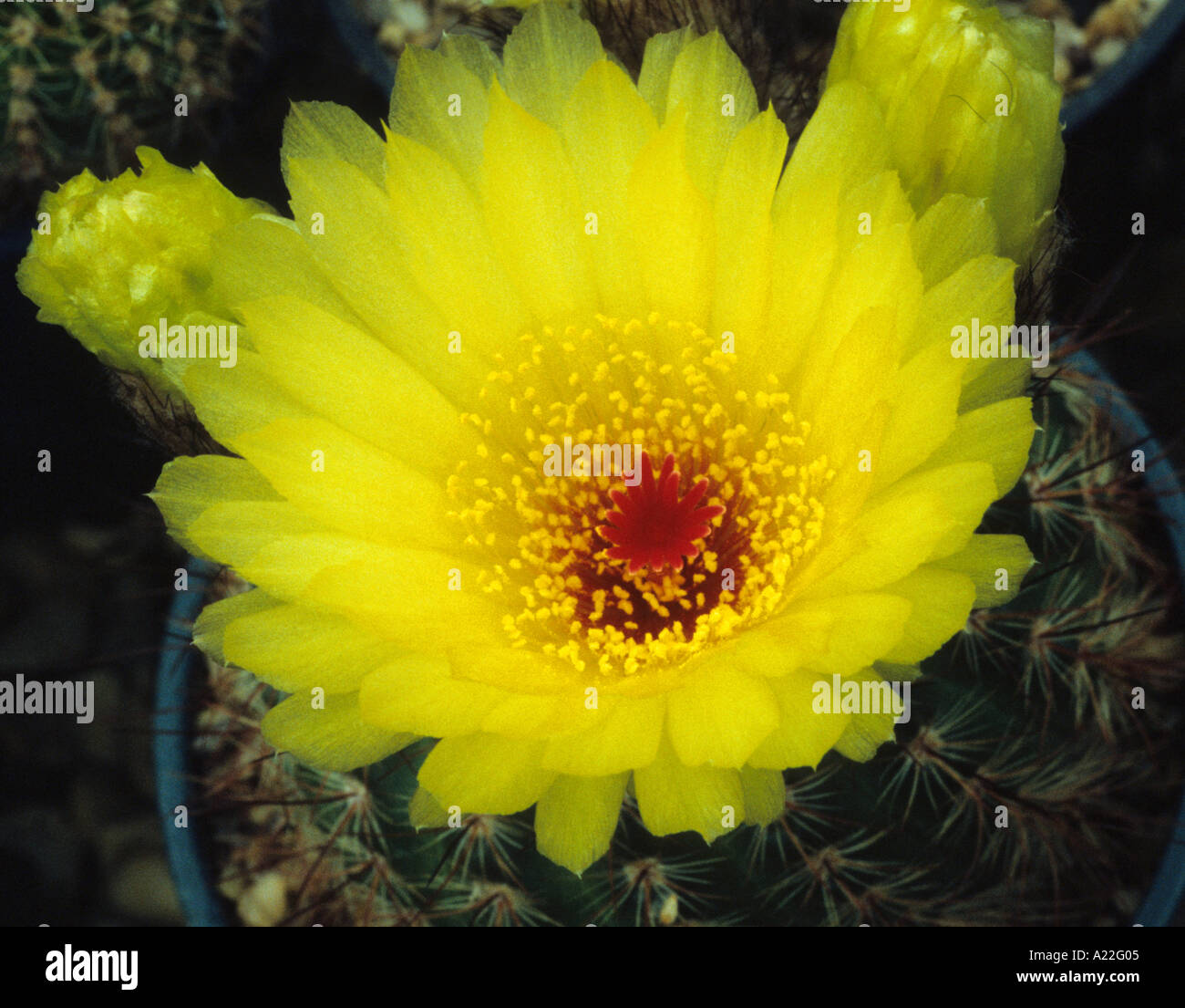 Actus hi-res stock photography and images - Alamy