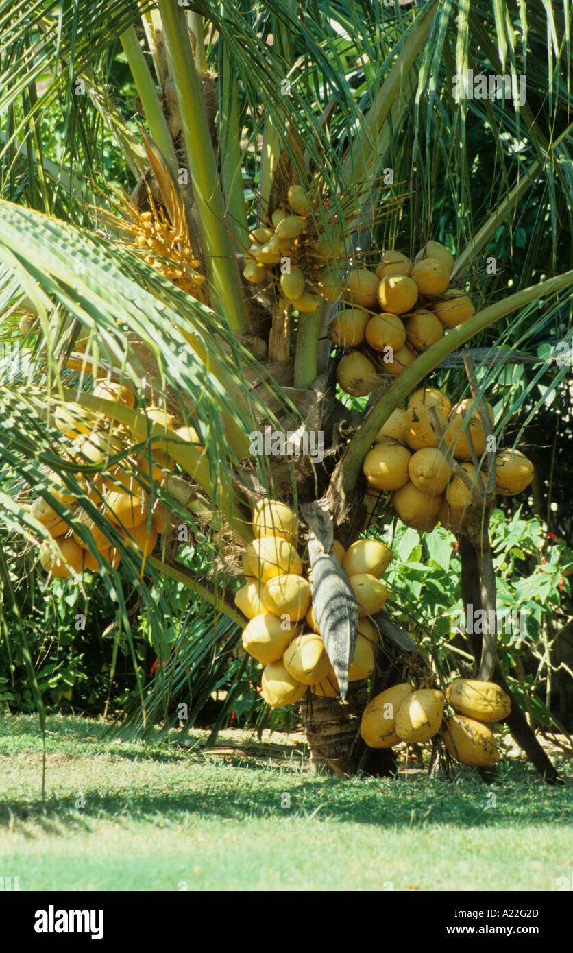 King coconut plant hi-res stock photography and images - Alamy
