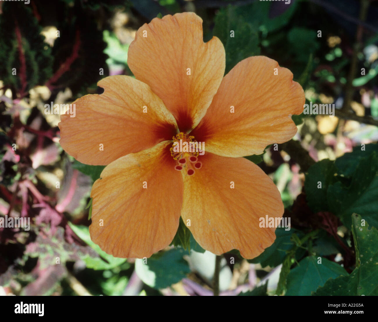 hibiscus yellow orange Stock Photo