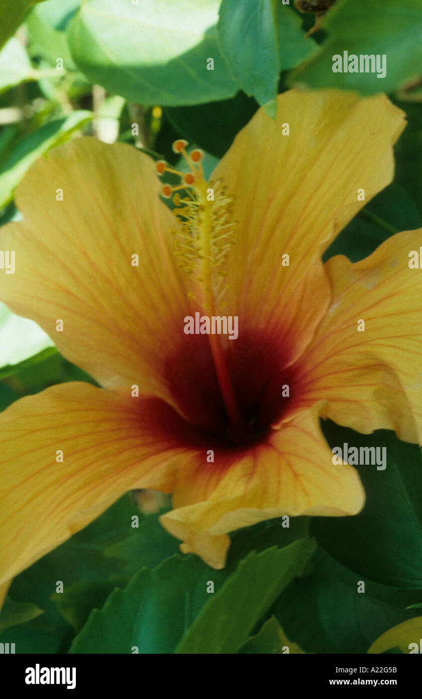 hibiscus yellow orange Stock Photo